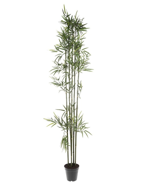 Árbol 1