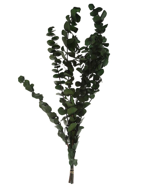 Eucalipto 1