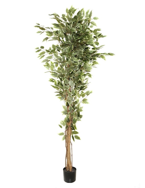 Árbol 1