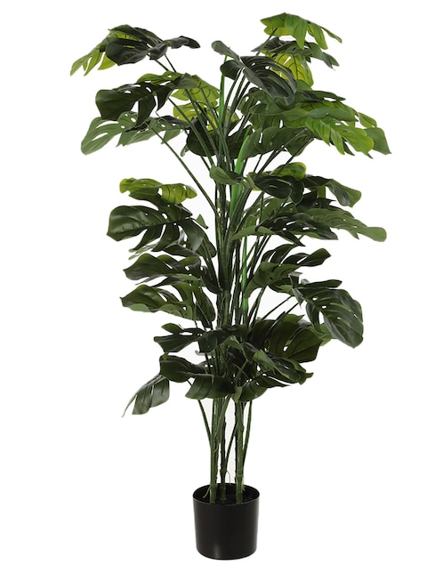 Árbol Monstera 1