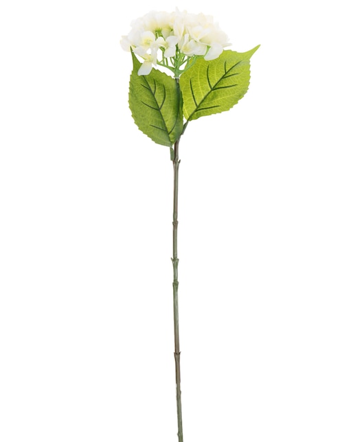 Hortensia Copo
