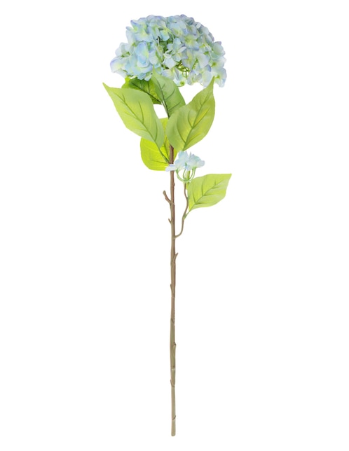 Hortensia Crown Atuna