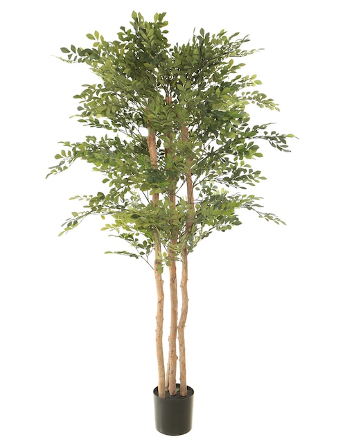 Árbol 1