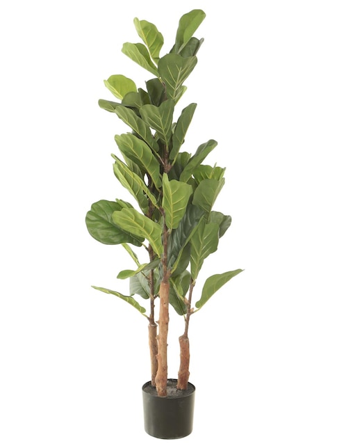 Árbol 1