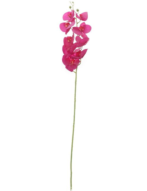 Orquídea 1