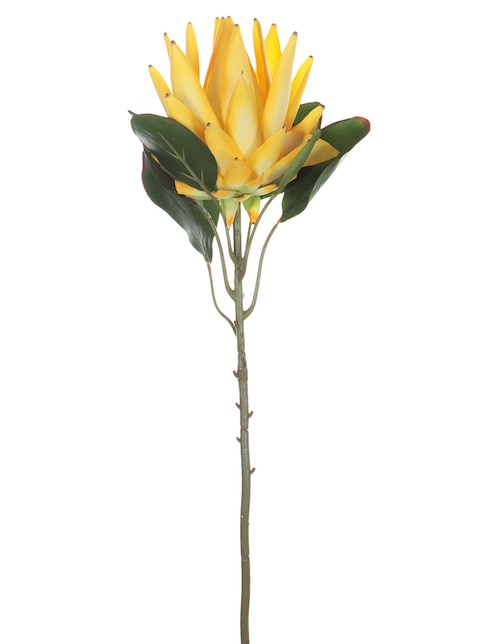 Protea