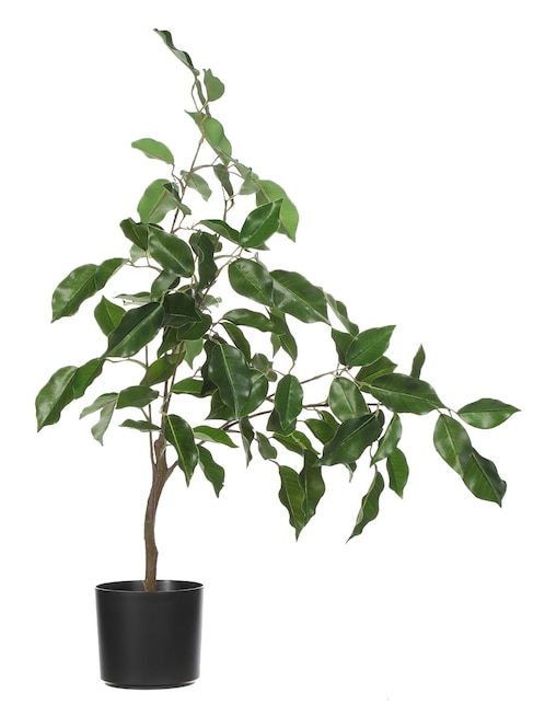 Ficus artificial Haus