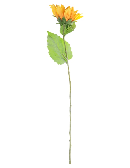 Girasol 1