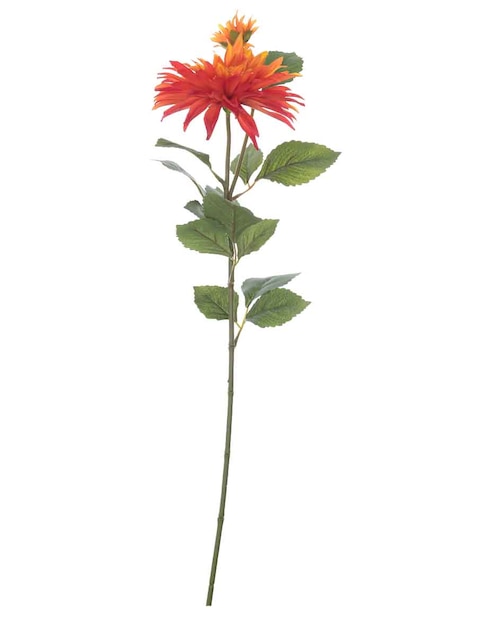 Dalia