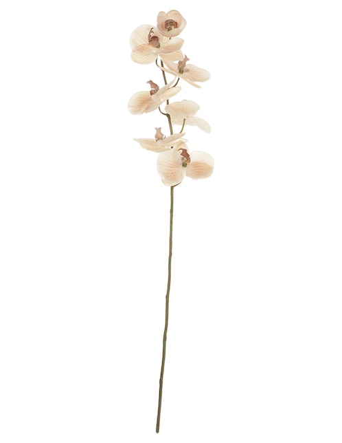 Orquídea