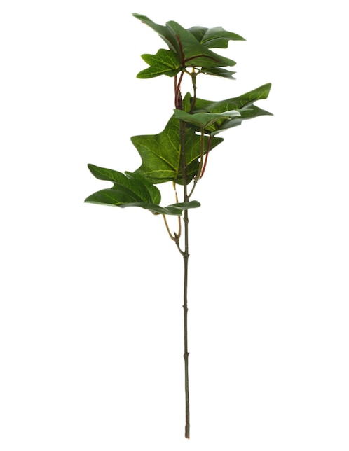 Ramo de ivy pick Haus