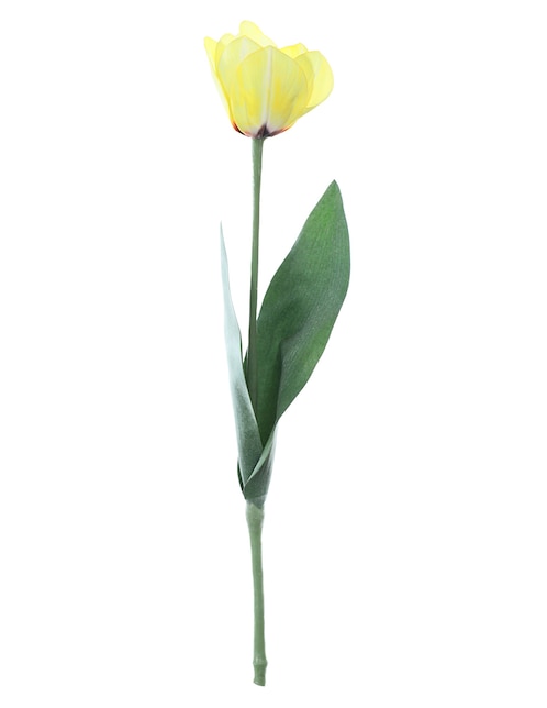 Tulipán Bluebell & Co.