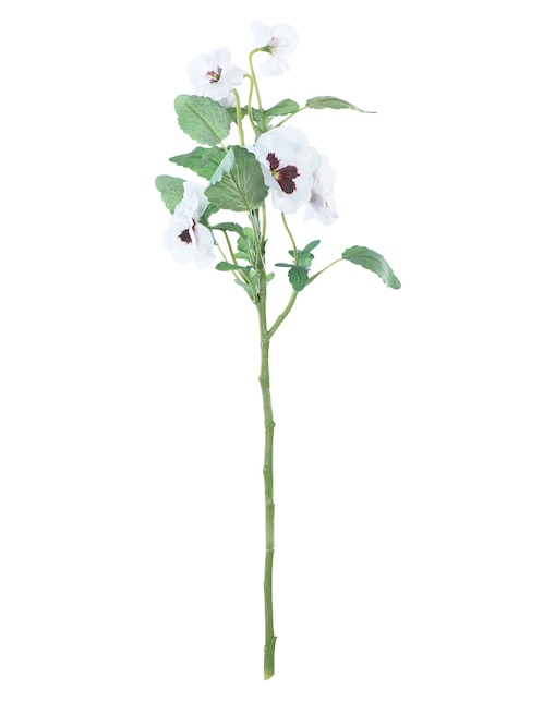 Pansy 1