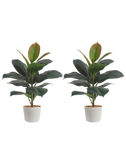 Ficus artificial