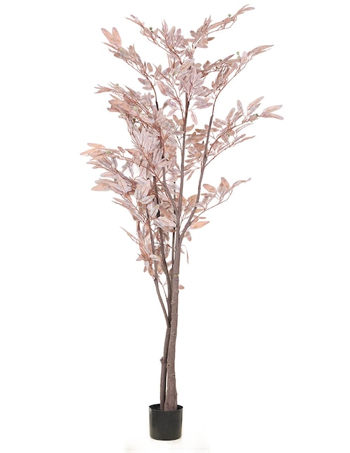 Árbol Eucalipto 1