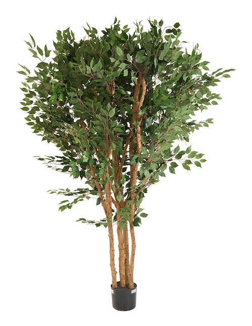 Árbol 1
