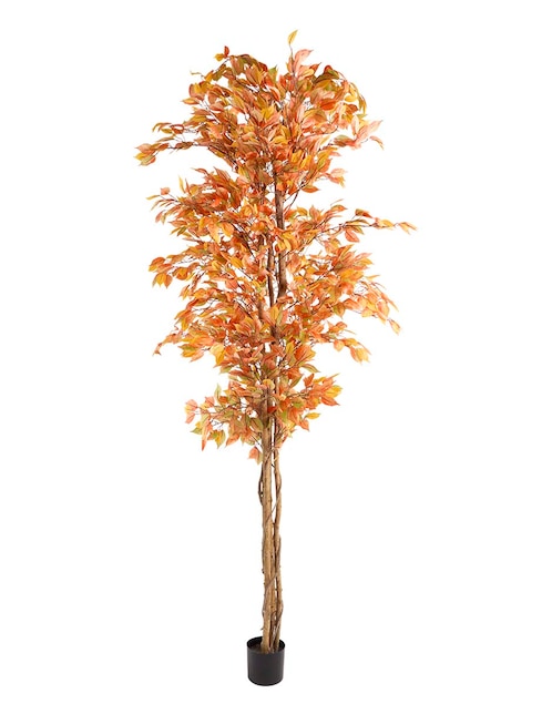 Árbol 1