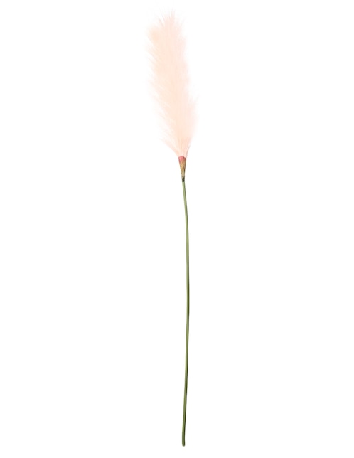 Pampa decorativa 1