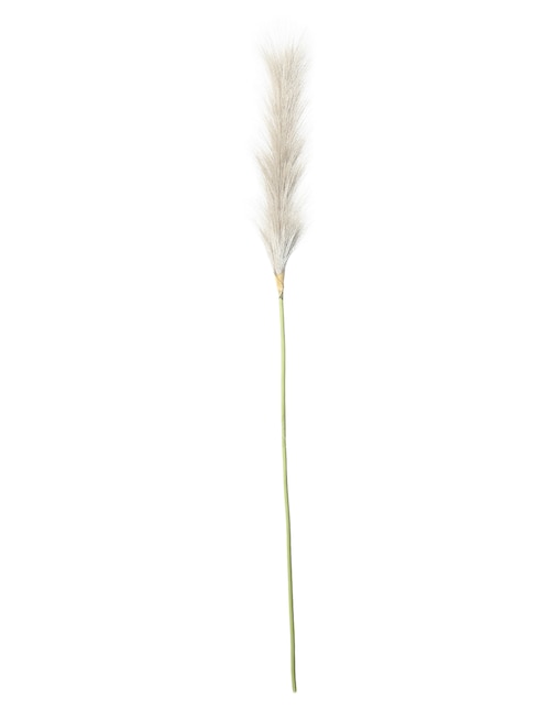 Pampa decorativa 1