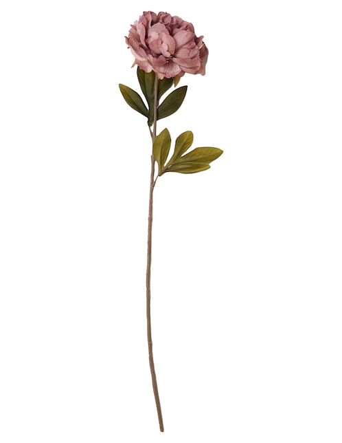 Peonia Nlebell & Co. Peon 4 Pu
