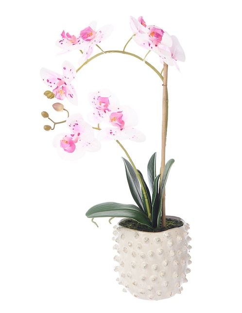 Preelaborado de orquídea Haus
