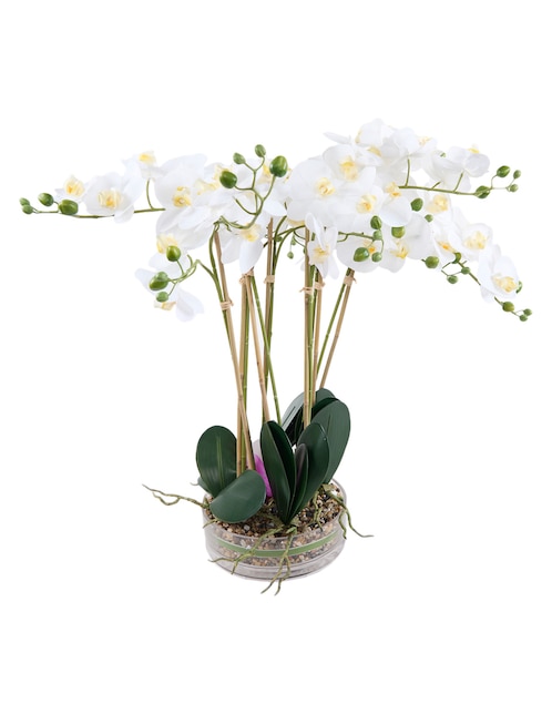 Orquídea Org Big 1