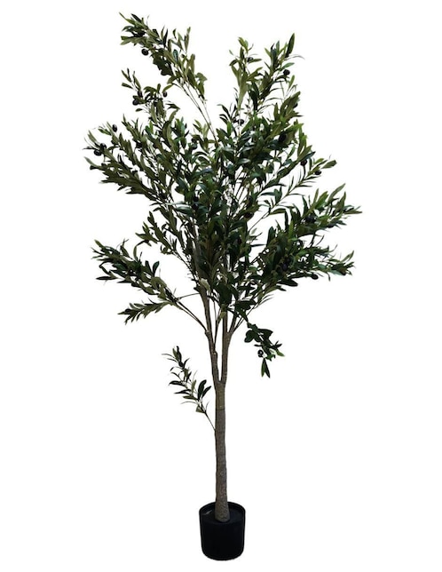 Árbol de olivo Casa Domov