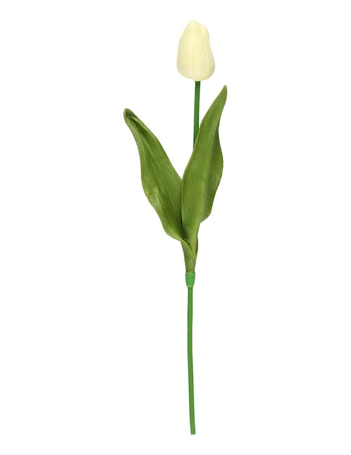 Flor de tulipán 1