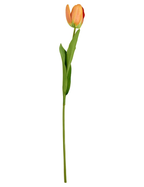 Tulipán 1