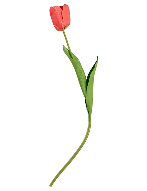 Tulipán 1