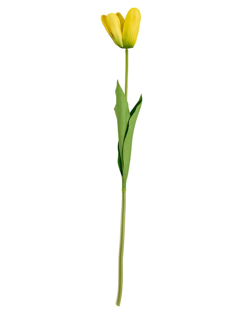 Tulipán 1