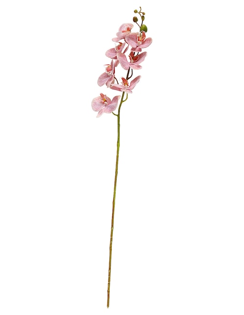 Flor de orquídea 1