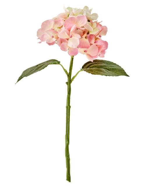 Hortensia 1