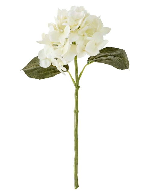 Hortensia 1