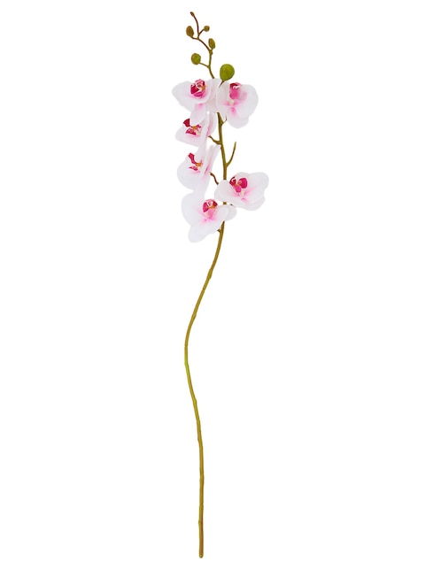 Flor de orquídea 1
