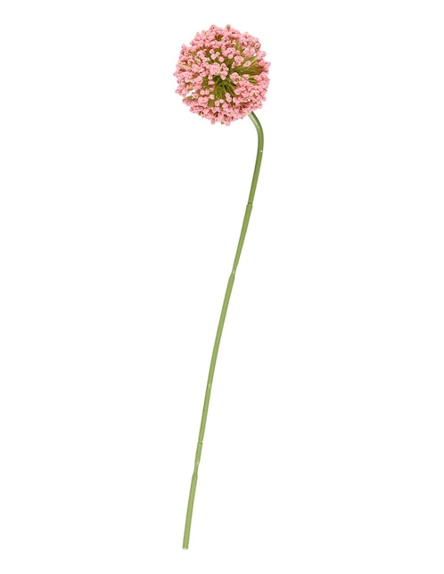 Allium 1