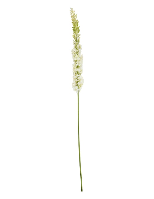 Eremurus 1