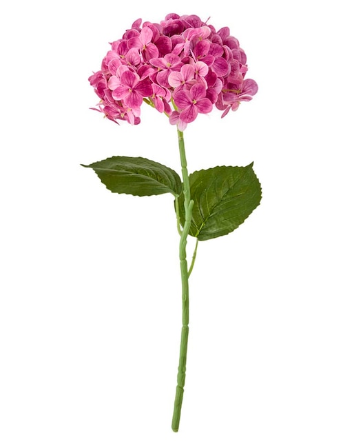 Hortensia 1