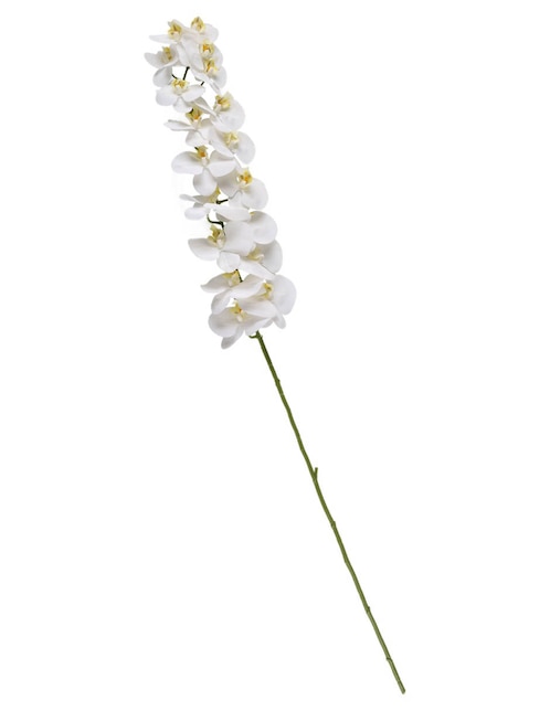 Orquídea 1