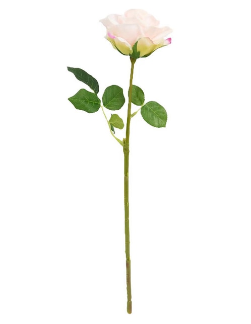 Rosa 1