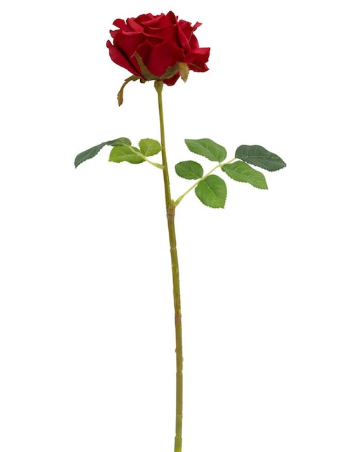 Rosa 1