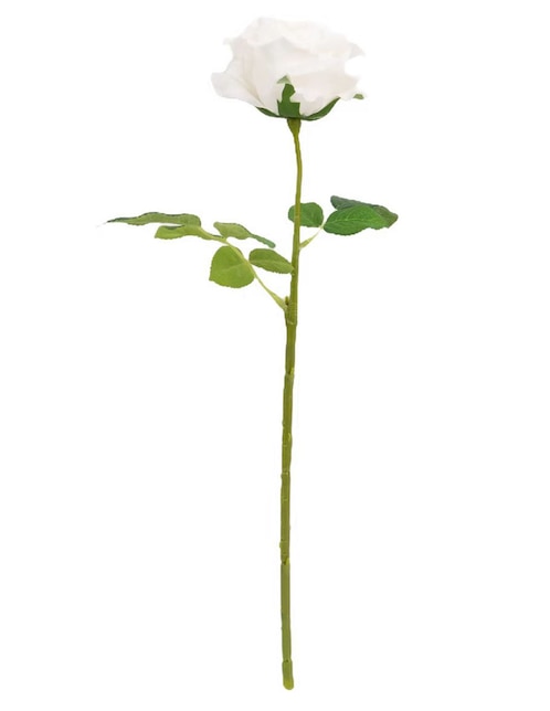 Rosa 1