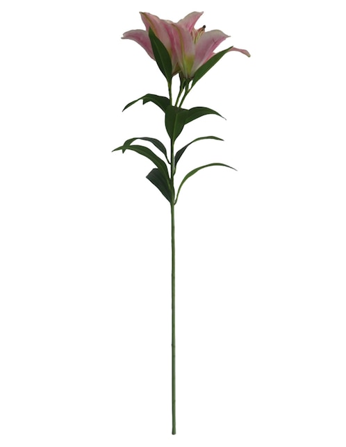 Lily 1