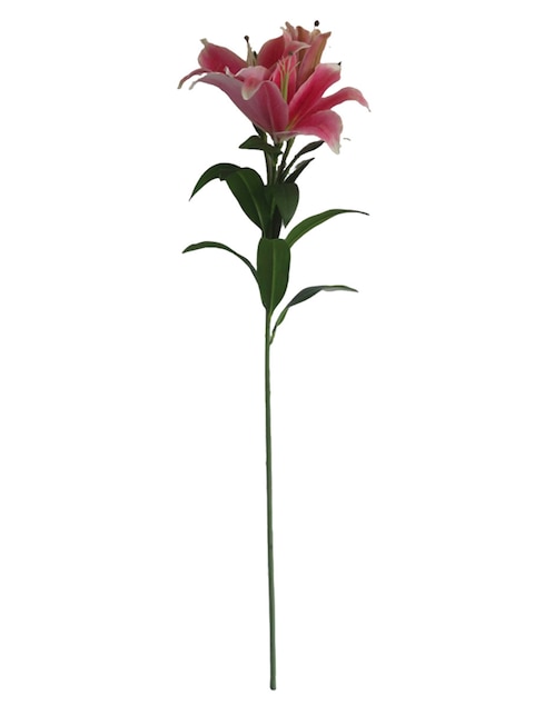 Lily 1