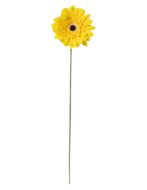 Gerbera 1
