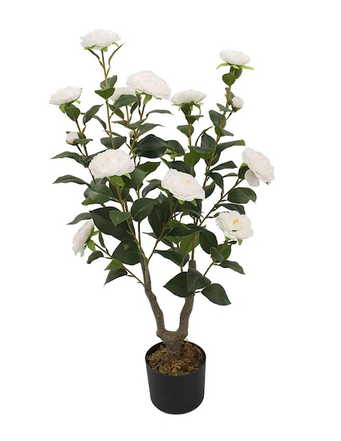Árbol Vanlig Camelia Naturalé