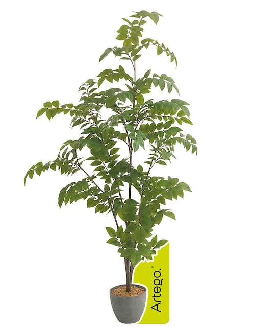 Planta Artego Palenque con maceta