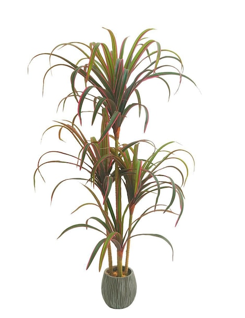 Planta Artego Marginata Nayarit