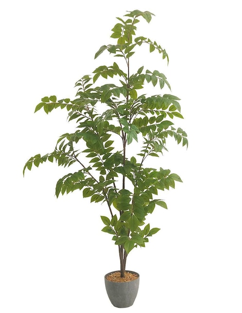 Árbol Peral Palenque 1