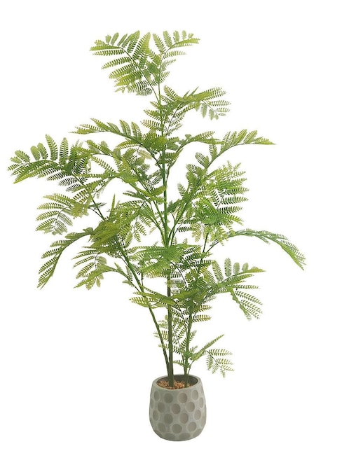 Planta Artego Jacaranda con maceta